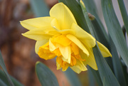 15th Apr 2021 - Ruffly Daffodil
