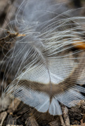 17th Apr 2021 - Delicate Feather