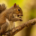 Dirty Mouth Squirrel! by rickster549