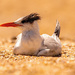 Royal Tern Taking a Break! by rickster549