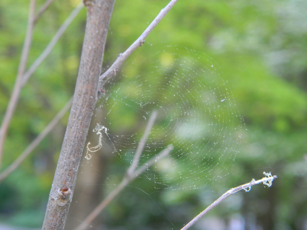 Spider Web on Tree by sfeldphotos