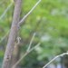 Spider Web on Tree by sfeldphotos