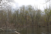 17th Apr 2021 - Heronry on the Kalamazoo River