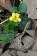 15th Apr 2021 - Downy Yellow Violet