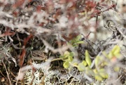 17th Apr 2021 - Common Lizard