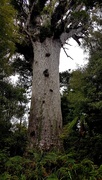 18th Apr 2021 - Tane Mahuta... Lord of The Forest..