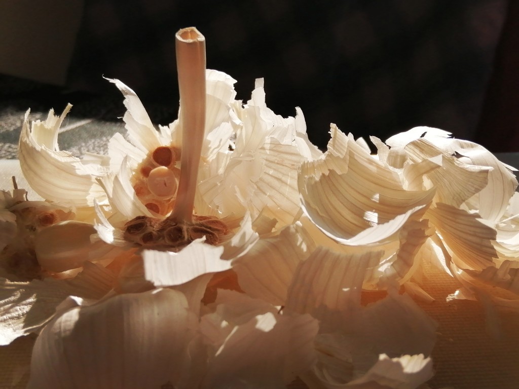 Garlic skins by flowerfairyann