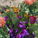 I love spring flowers by 365projectmaxine