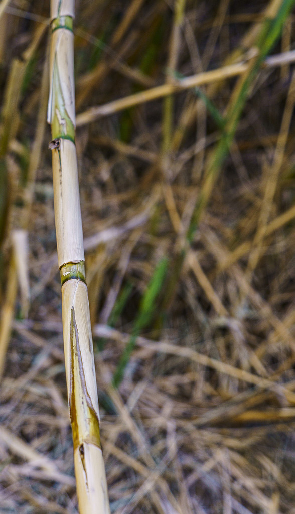 Bamboo Stalk by k9photo