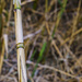 Bamboo Stalk by k9photo