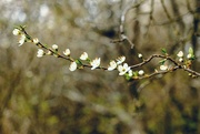 15th Apr 2021 - Blossom and Buds