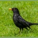Mr.Blackbird by carolmw