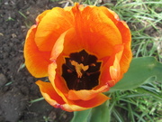 18th Apr 2021 - Red and yellow tulip.