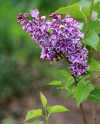 18th Apr 2021 - April 18: Spring Hybrid Lilac