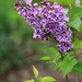 April 18: Spring Hybrid Lilac by daisymiller