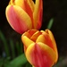 Tulips by fishers