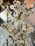 18th Apr 2021 - Spring floral