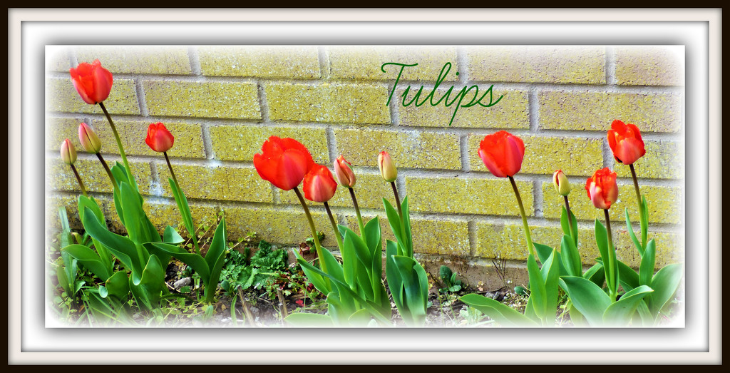 Tulips by beryl