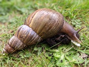 18th Apr 2021 - South African Snail