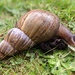 South African Snail by yorkshirelady