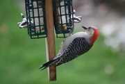 18th Apr 2021 - The curious woodpecker