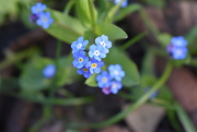 18th Apr 2021 - Forget me Not