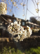 18th Apr 2021 - Sunny blossom