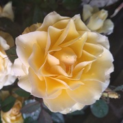 18th Apr 2021 - Yellow Rose