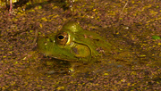 18th Apr 2021 - frog 