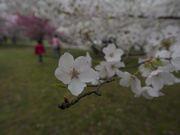 18th Apr 2021 - More Cherry Blossom