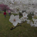 More Cherry Blossom by ramr