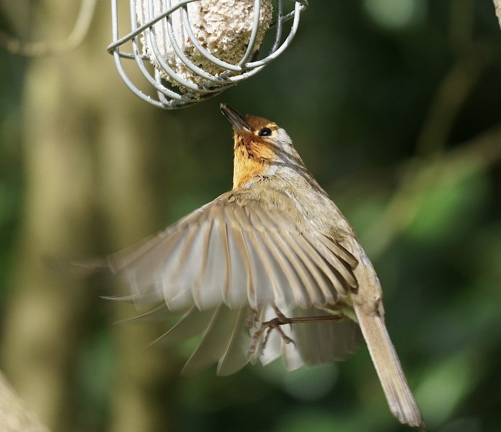Humming robin by judithg