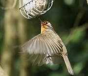 18th Apr 2021 - Humming robin