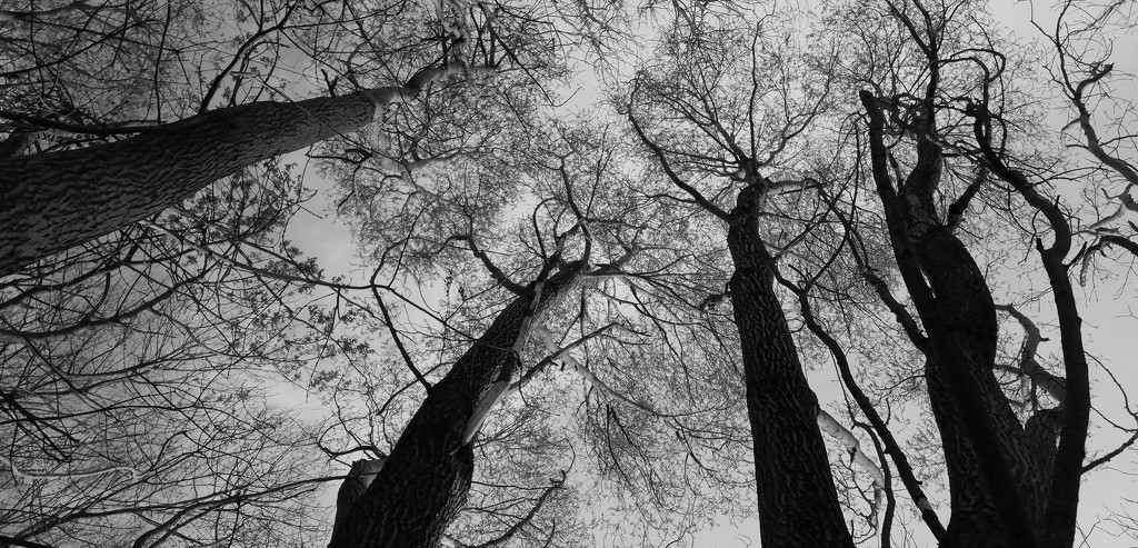 Treetops by dragey74