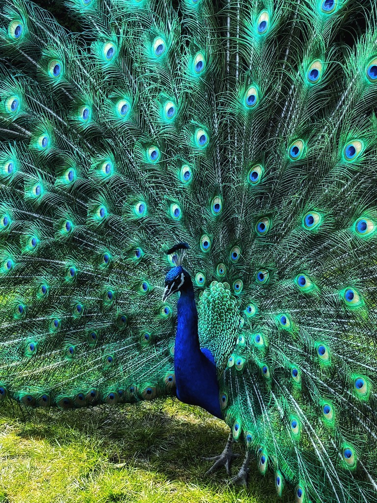 Peacock by denful