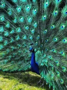 18th Apr 2021 - Peacock