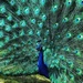 Peacock by denful