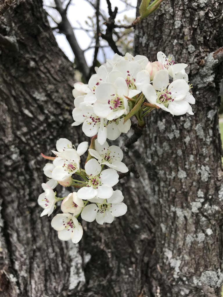 Bradford Pear blossoms by mjmaven