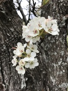 18th Apr 2021 - Bradford Pear blossoms