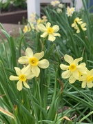 17th Apr 2021 - Narcissus I