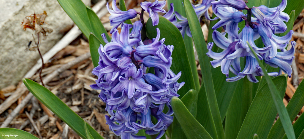 Hyacinth by larrysphotos