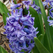 Hyacinth by larrysphotos