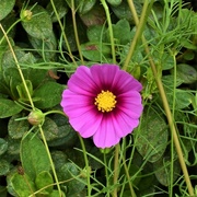 19th Apr 2021 - One Purple Flower ~             