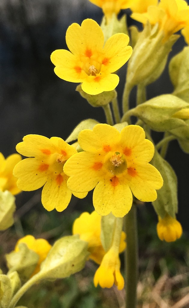 Cowslip by pattyblue