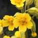 Cowslip by pattyblue