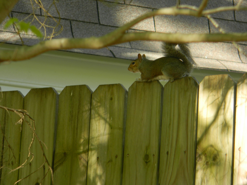 Squirrel Sitting on Fence by sfeldphotos