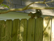 18th Apr 2021 - Squirrel Sitting on Fence