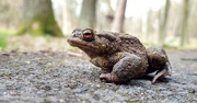 18th Apr 2021 - Frogs on the Move