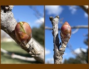 17th Apr 2021 - tree buds
