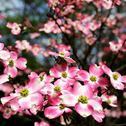 15th Apr 2021 - Dogwoods At Dr. D's